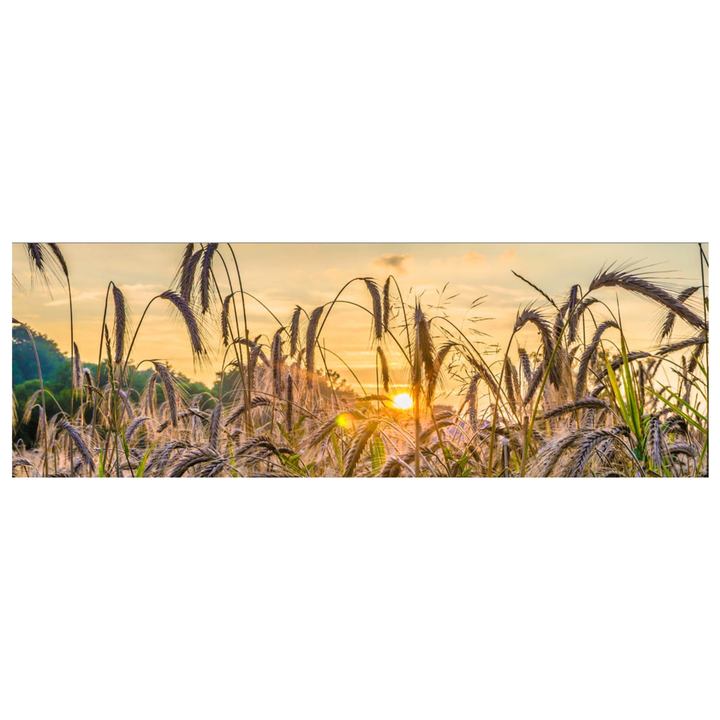 Obraz FIELD 150x50 cm 1